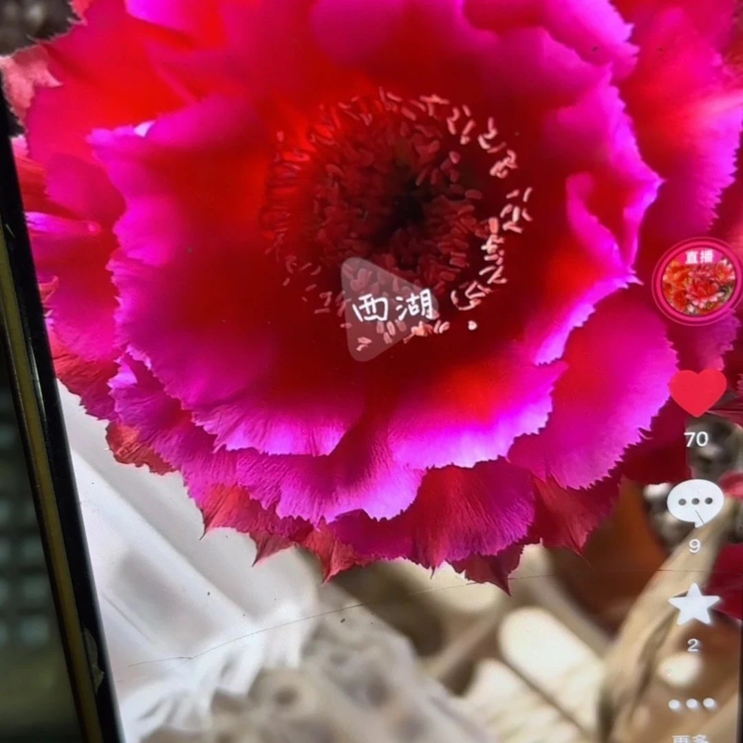 热加侧牙20包邮仙人球36