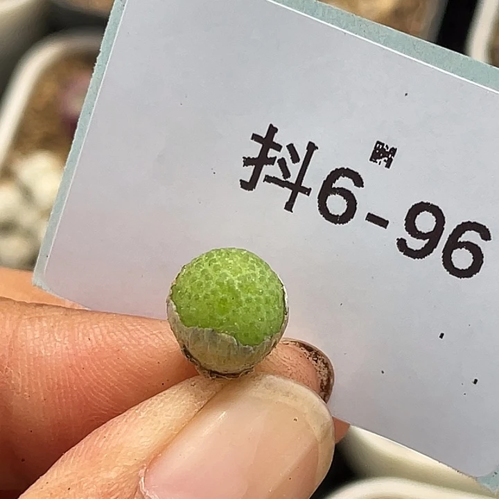 6-96玉米多肉植物