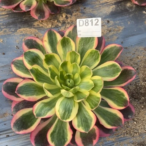 多肉植物如意捧花