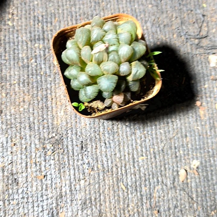 满9元包邮，，大颗冰灯