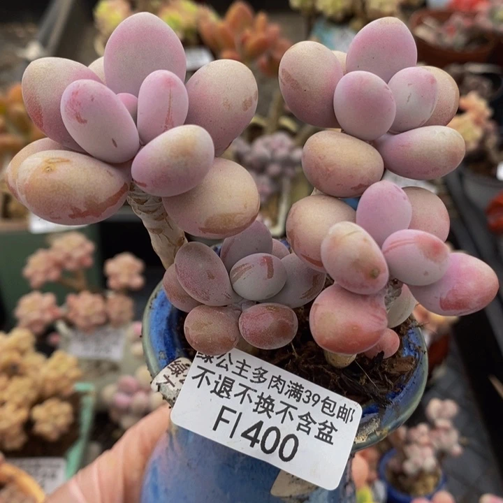 糖果桃蛋老桩9cm400多肉植物