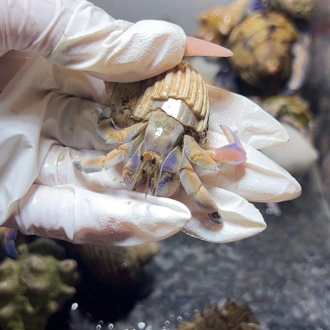 浅色紫陆口径2.1口