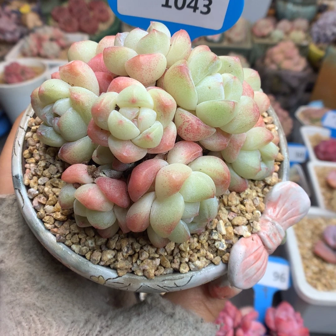 1043三群奶油冰玉多肉