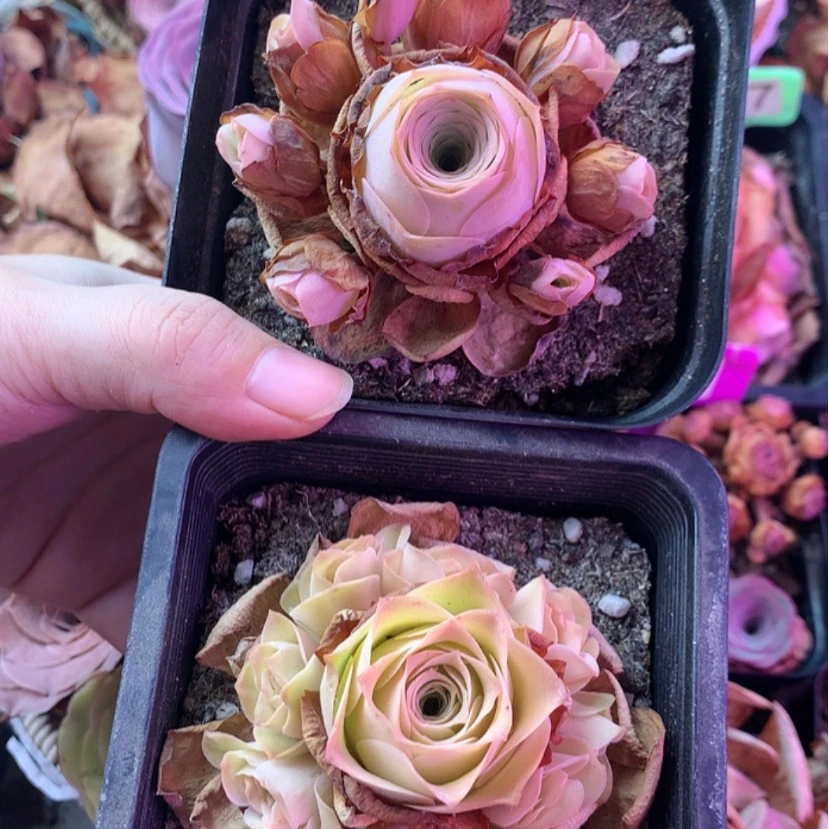 【闪购商品】两颗581