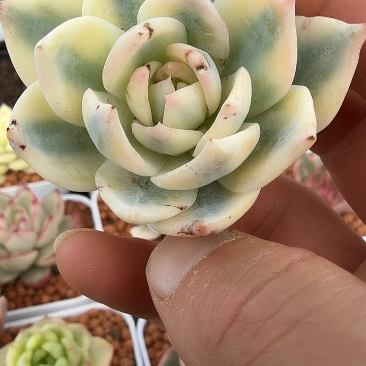 盖亚锦多肉锦植物