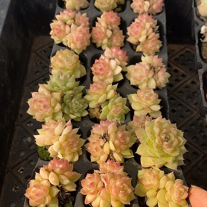 65 多肉植物盆栽花卉