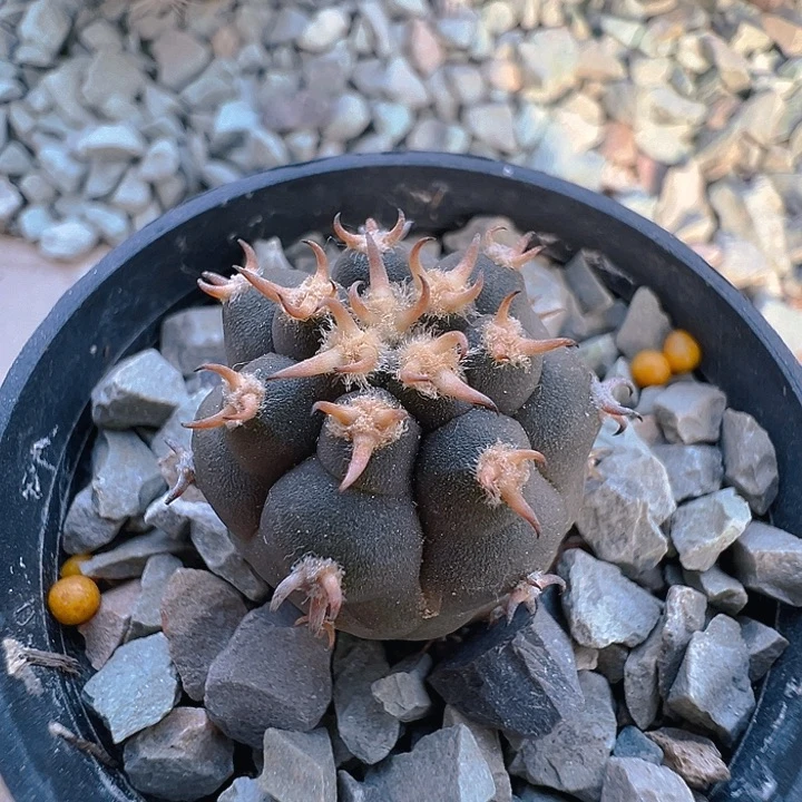 猫爪天平。实生。 小。