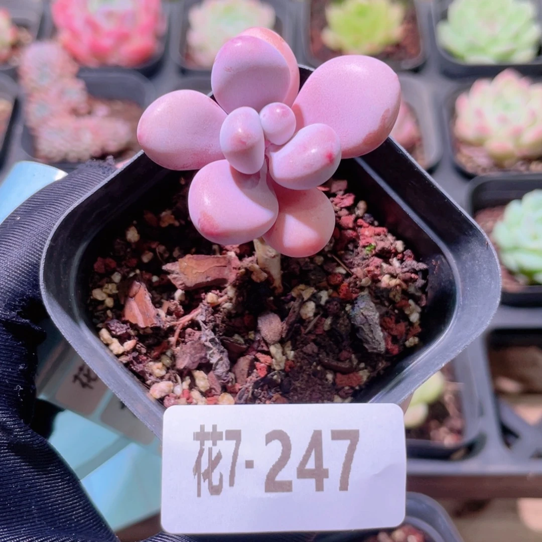 花利美7-247桃蛋单头