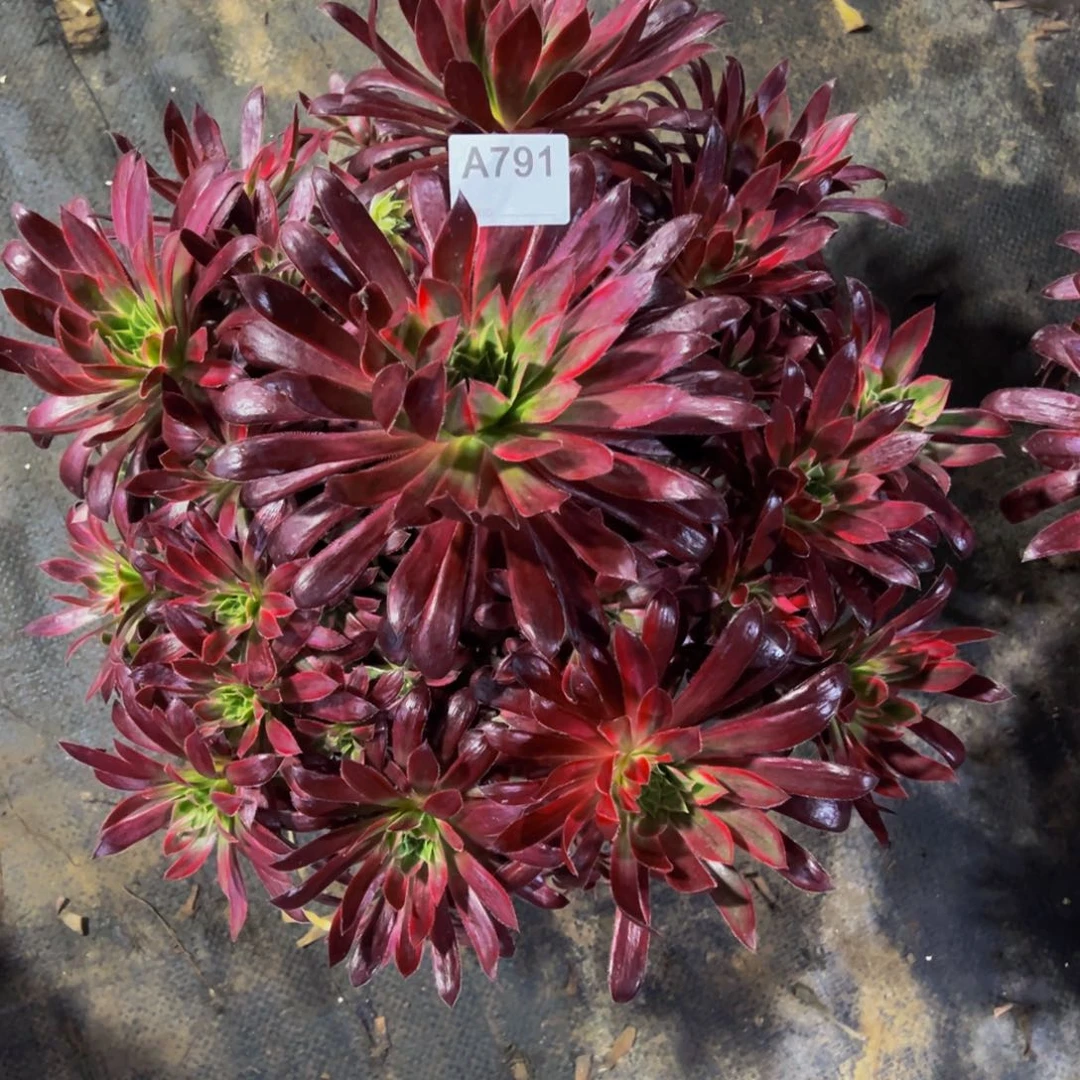 孔雀多肉植物791