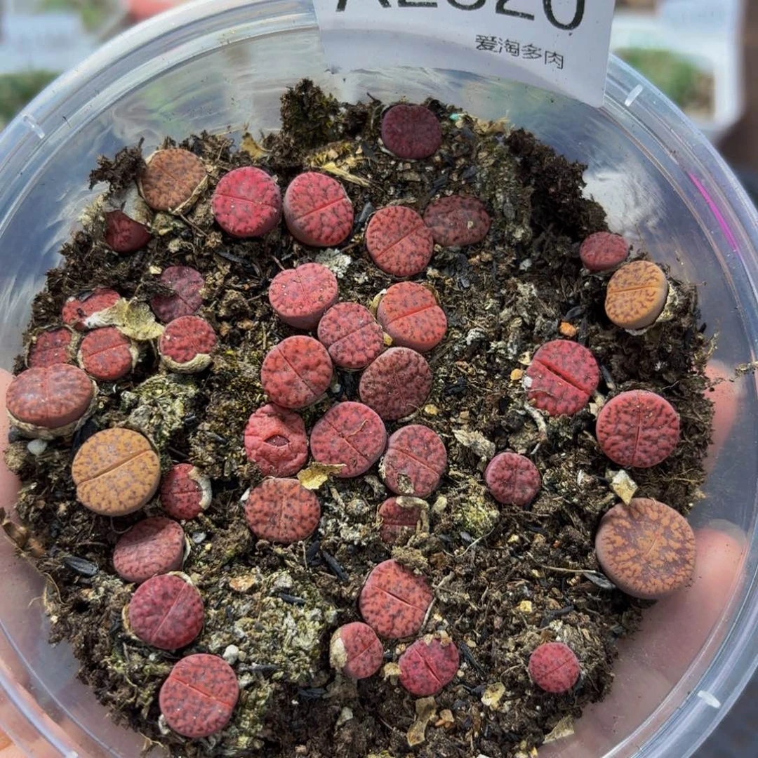 2820 生石花和肉锥