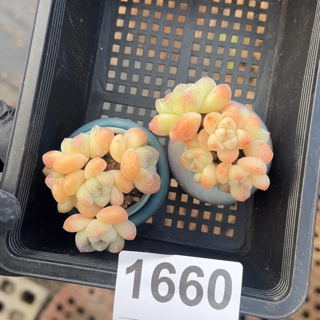 俩个六头冰玉带盆发的1690