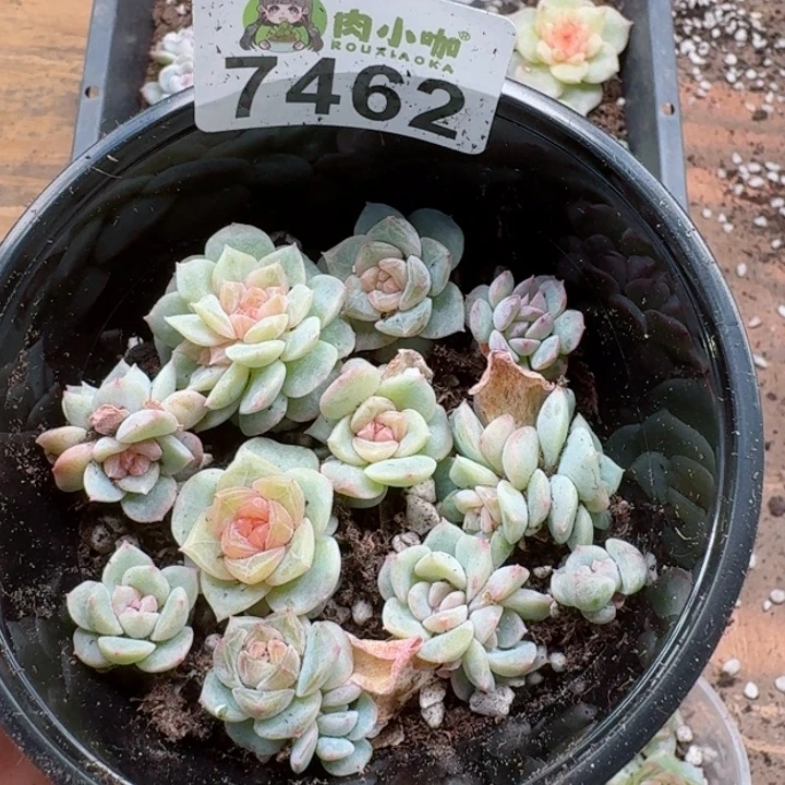 多肉植物多肉植物