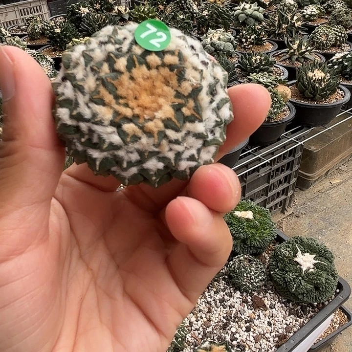 袖蒲苗接落地仙人球72
