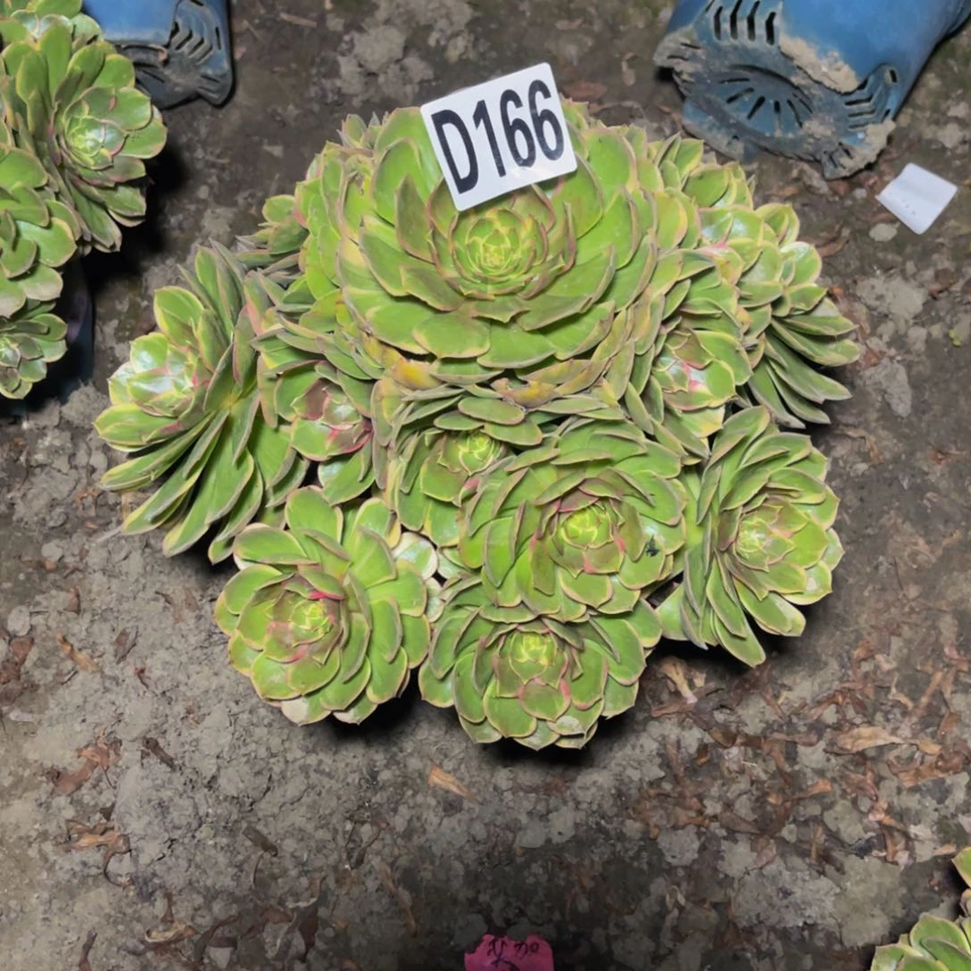 粉花妖26/////33包邮