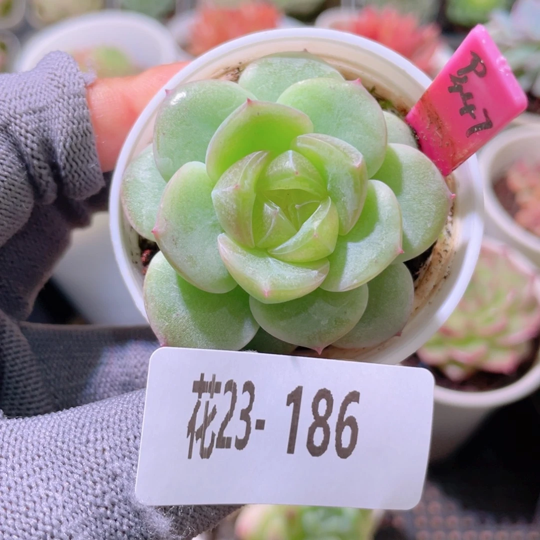 花利美23-186青瓷
