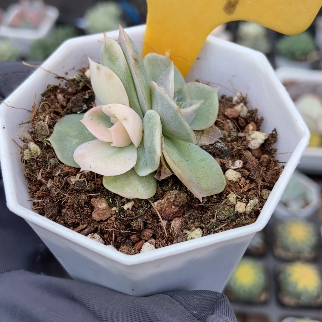 2109蓝色惊喜锦多肉植物