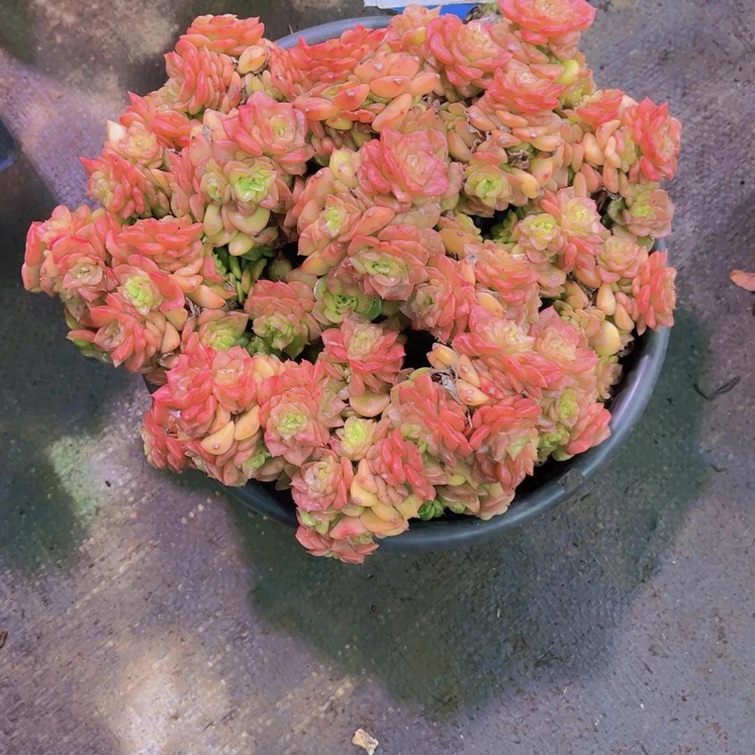 笑***开腊牡丹Ａ916号一物一拍