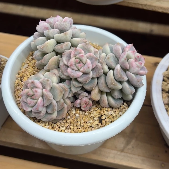 顽皮熊 群生 夏鸣园艺