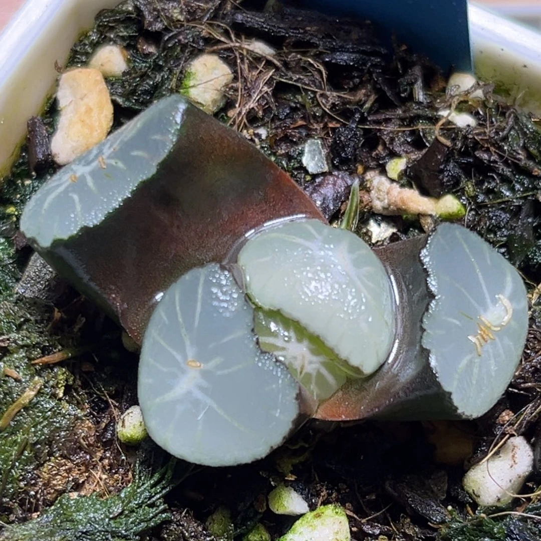 恭喜发财大吉大利799