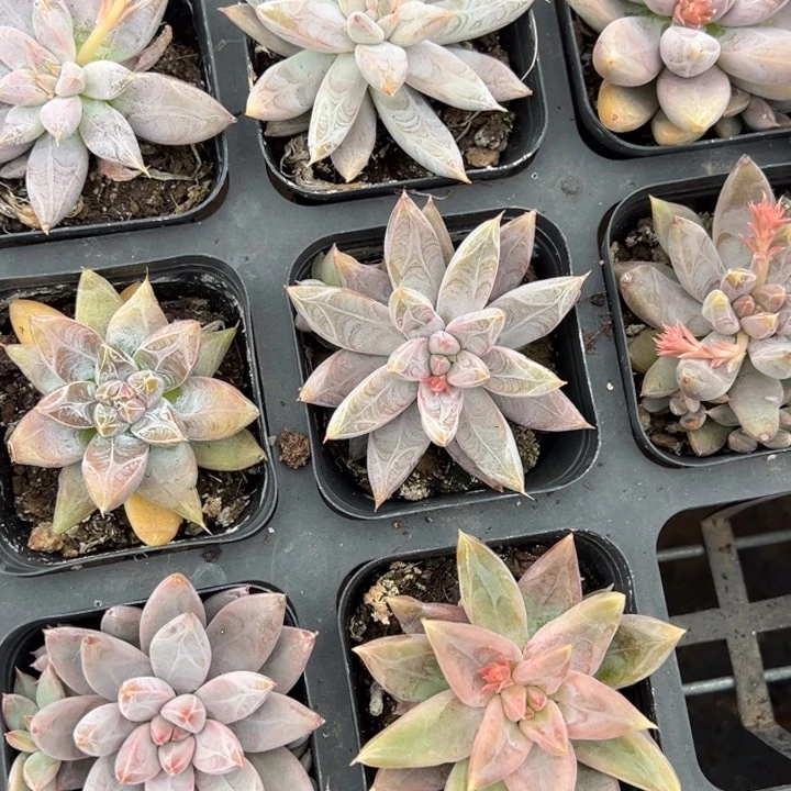 杜里万一颗量拍多肉满20包邮初7发