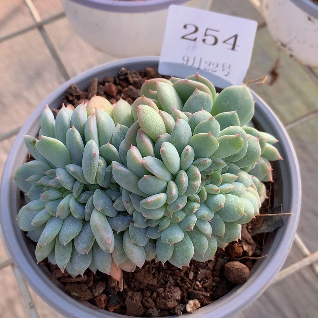 【闪购商品】云254号芙翠缀化