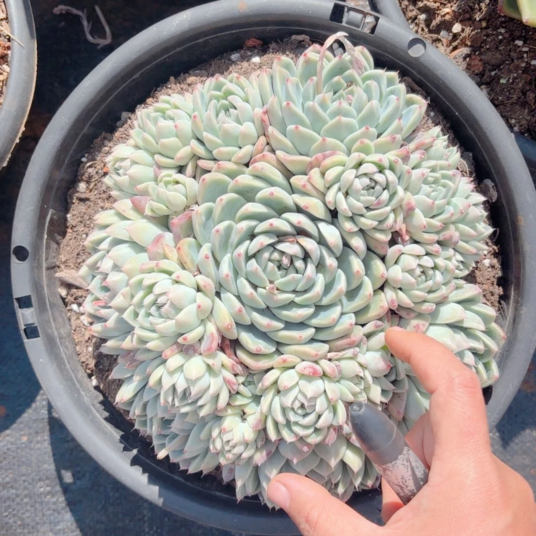 如梦令。   280盆。 16