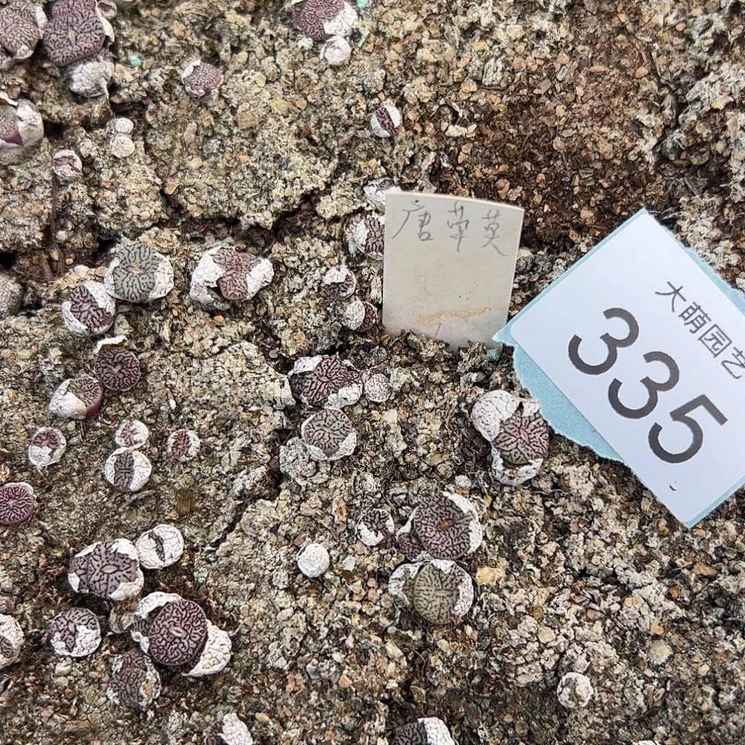 0000335量拍唐草墨3头1颗