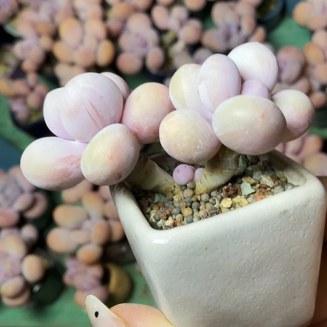 颂***呀多肉植物的生长发育和生长发育等方面