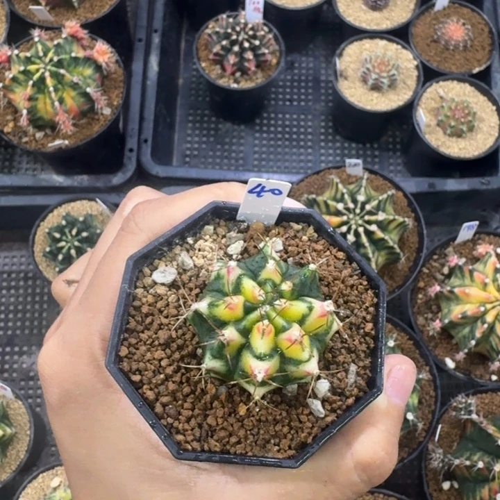 花田福利侧芽自根