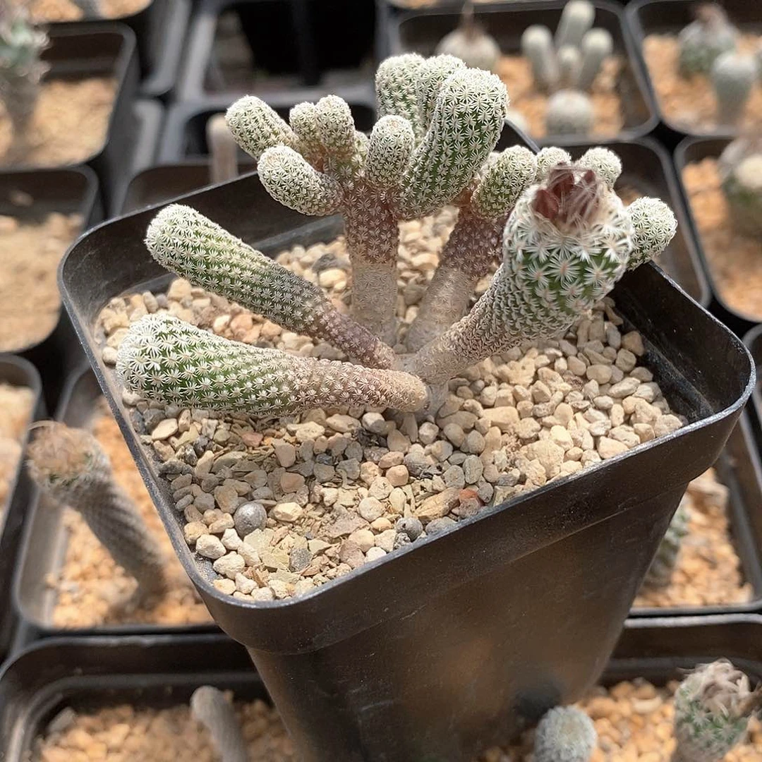 M*花花花花花花花花