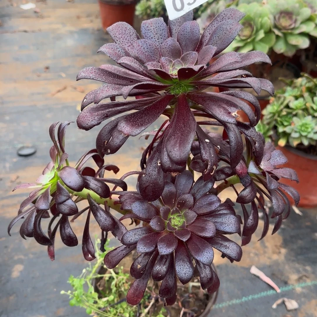 墨法师多肉030满28包邮断枝不包