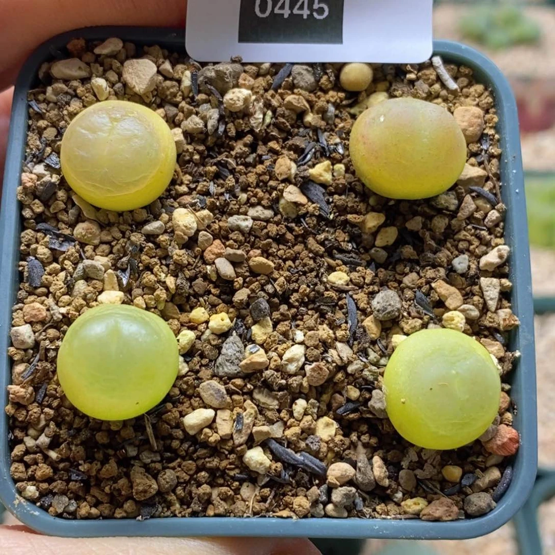 新****?2-0445好看好看好看