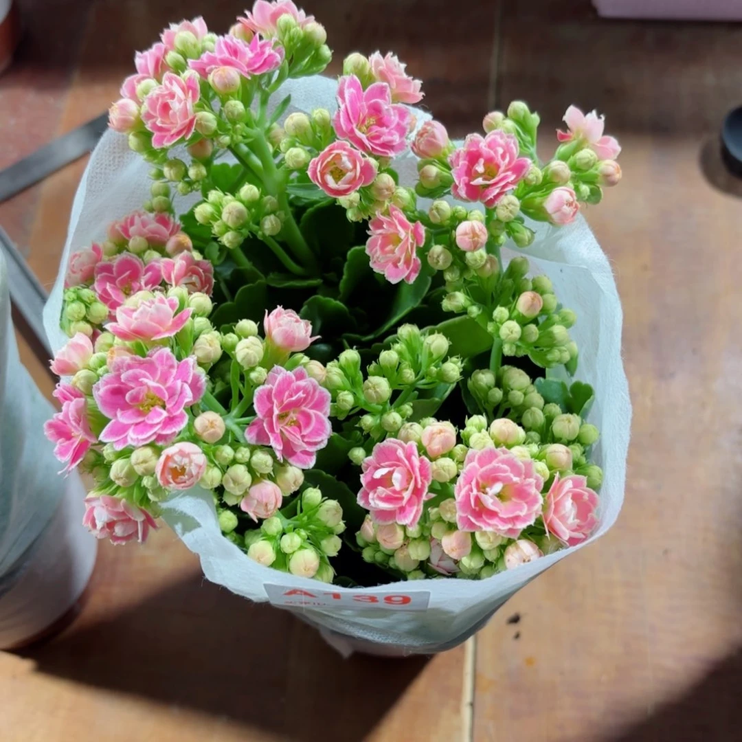 A139大盆彩蝶长寿花一颗