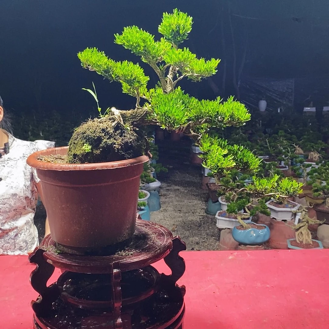 半***仙无花朵广东雀舌黄杨盆景