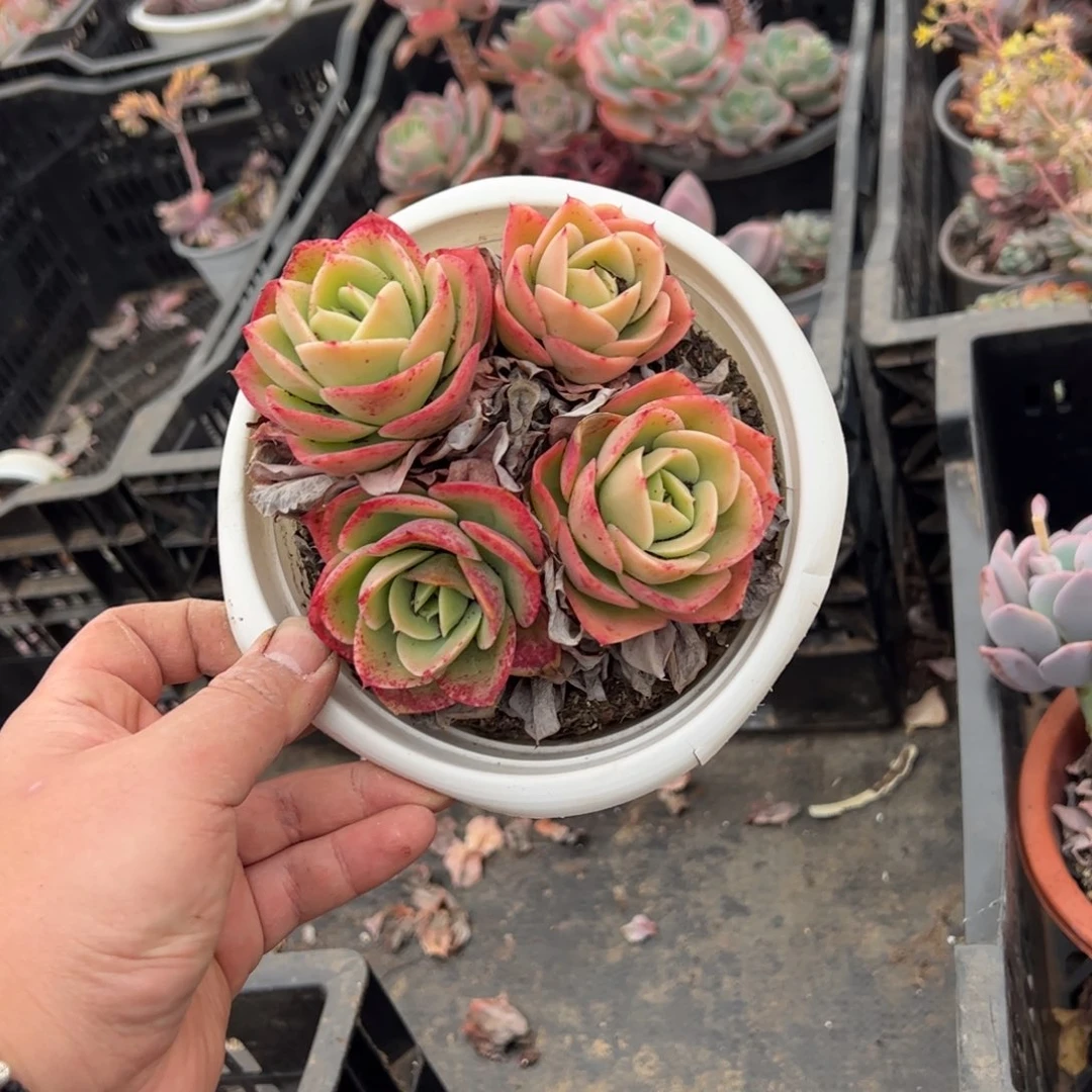星娜塔四头起老桩整桩