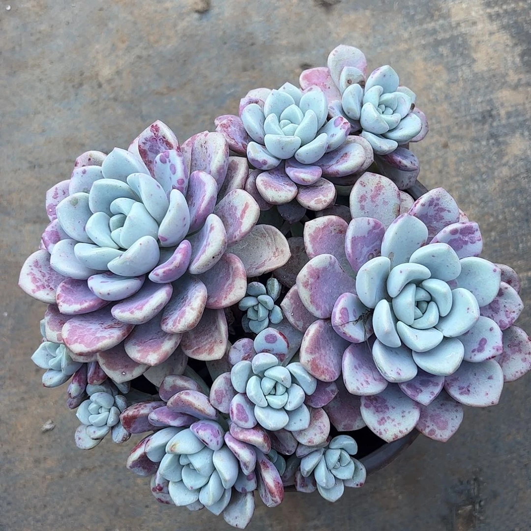 花斑鹿大群，一物一拍