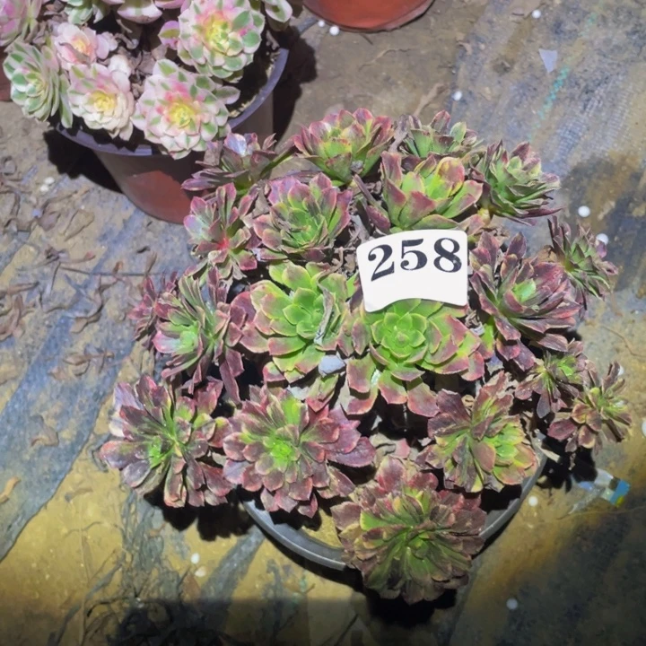 莫兰迪多肉植物258