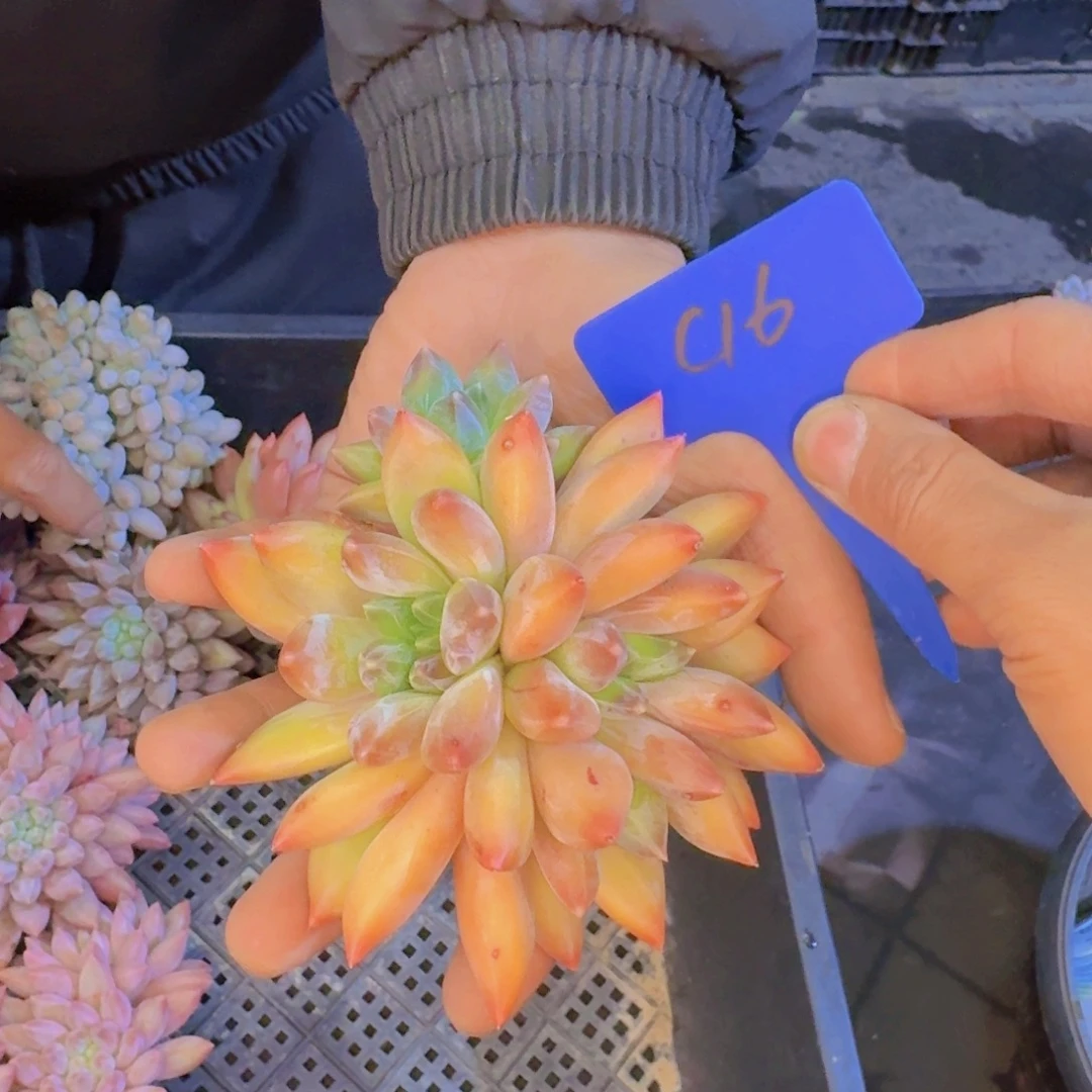 多肉植物的生长发育和