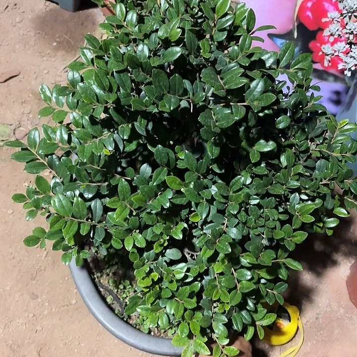 黄***东无花朵哈哈哈哈哈