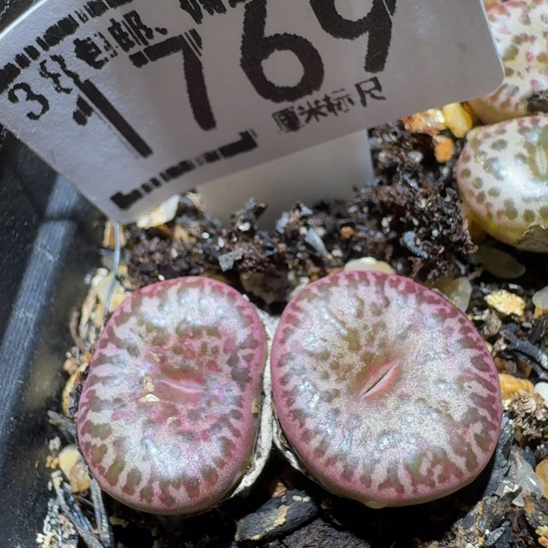 Ssss精品生石花1769