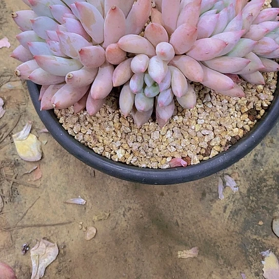 ～***～所罗门多肉植物