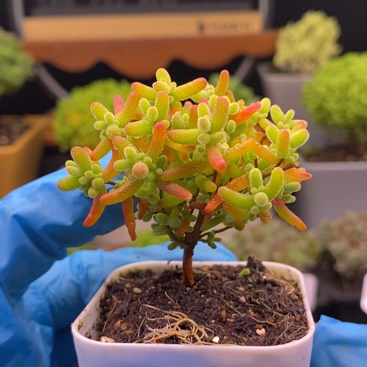 无花朵298蜜橘糖球。