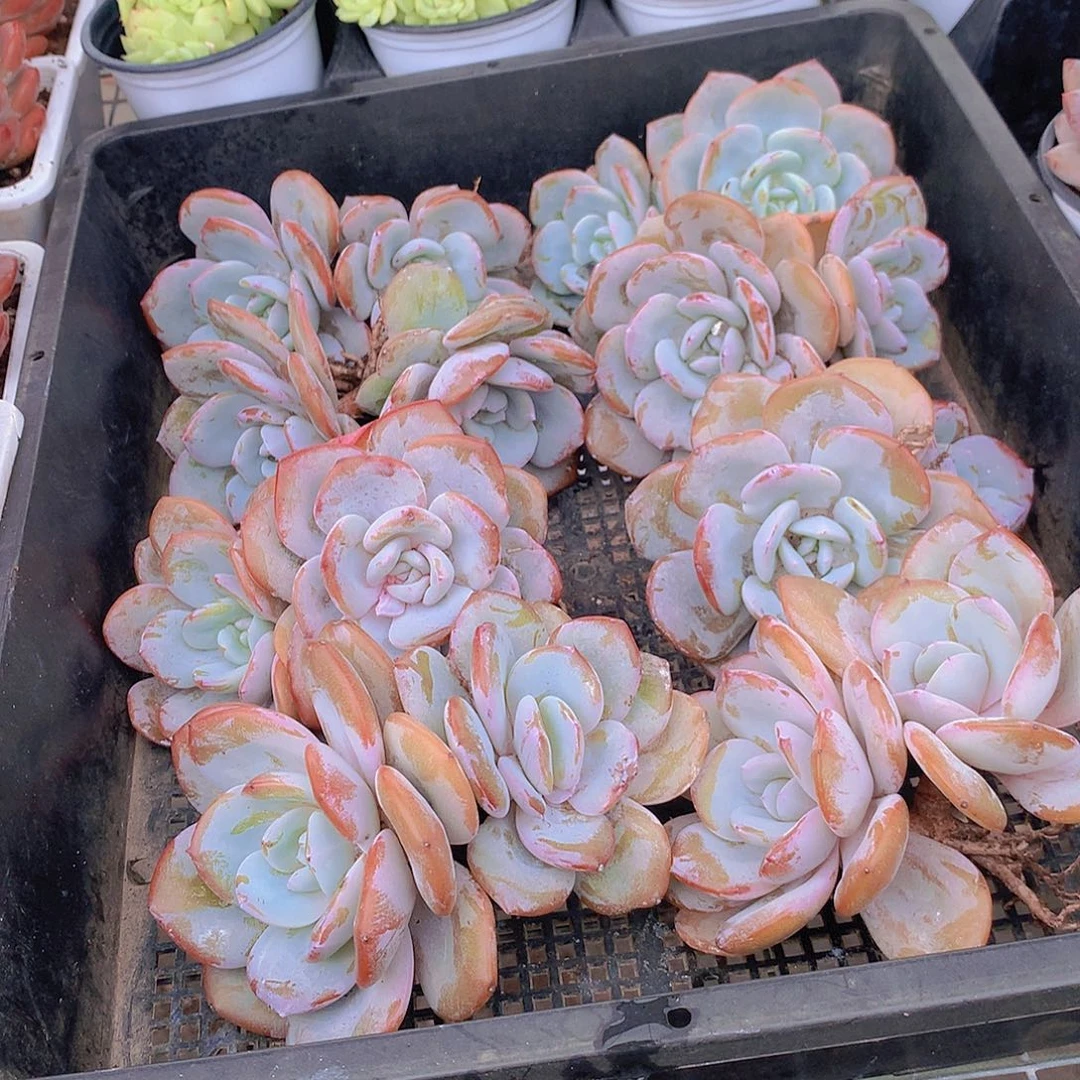 双头大韩奶茶44567889000000