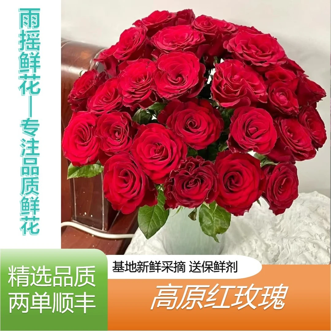 【高原红玫瑰】云南基地直发 任意拍两单顺丰 插花 鲜花直播间卖花