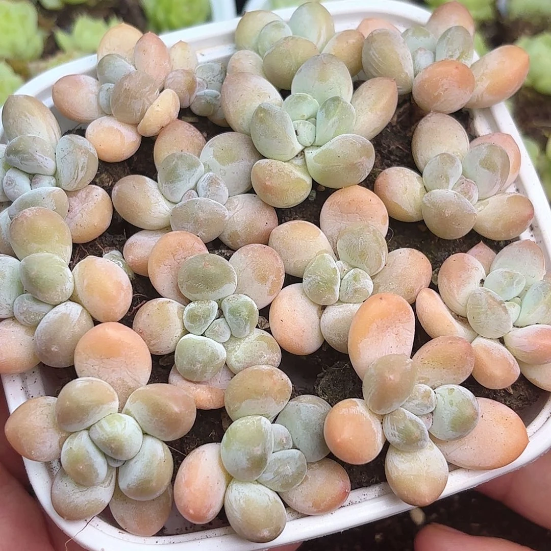 如图品质 香玉15颗新疆西藏内蒙不发货