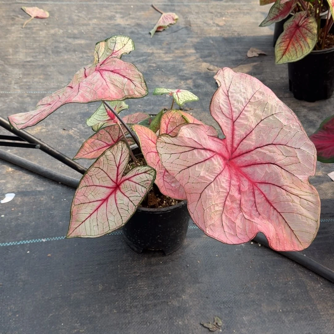 完全开放雪后149彩叶芋