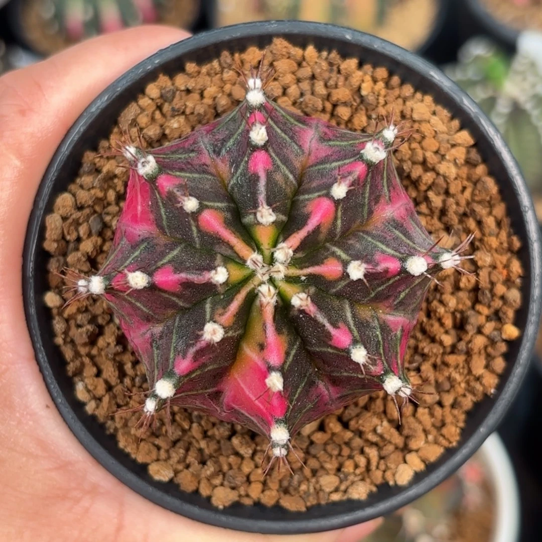 泰系米哈实生11福利302