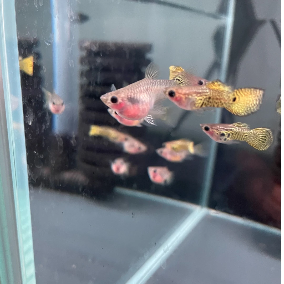 孔雀鱼豹纹玻璃猫2-2.5cm纯种公母搭对热带鱼