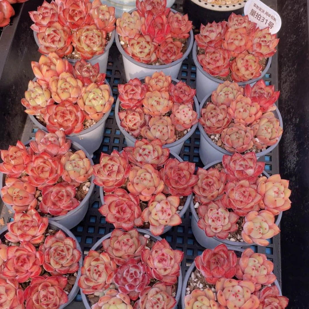 量拍31号夜魔侠➕Q橙组合六个