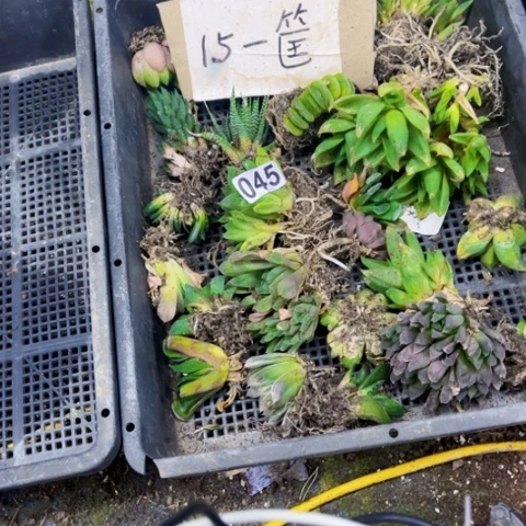 045丑雨露一筐一物一图如图